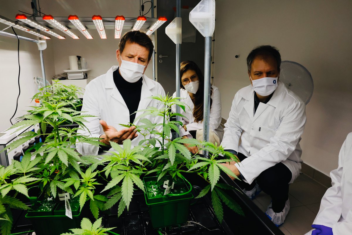 Aujourd'hui, je suis à Angers avec <a href="/MiloneFranck/">Franck Milone Delacourt</a>, à l'origine du laboratoire LaFleur pour soutenir la recherche dans la production de médicaments à base de cannabis pour les malades. #CBD #Cannabis 
#Jadot2022 🌻