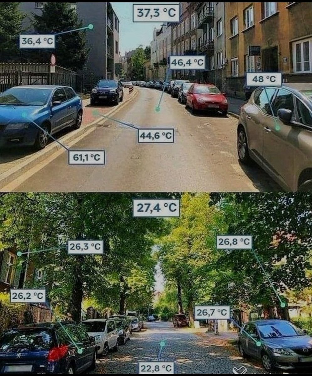 PromoManiaAr's tweet photo. +Más árboles en las ciudades = Mejor salud y menos calor. https://t.co/JbuzGX1RO8