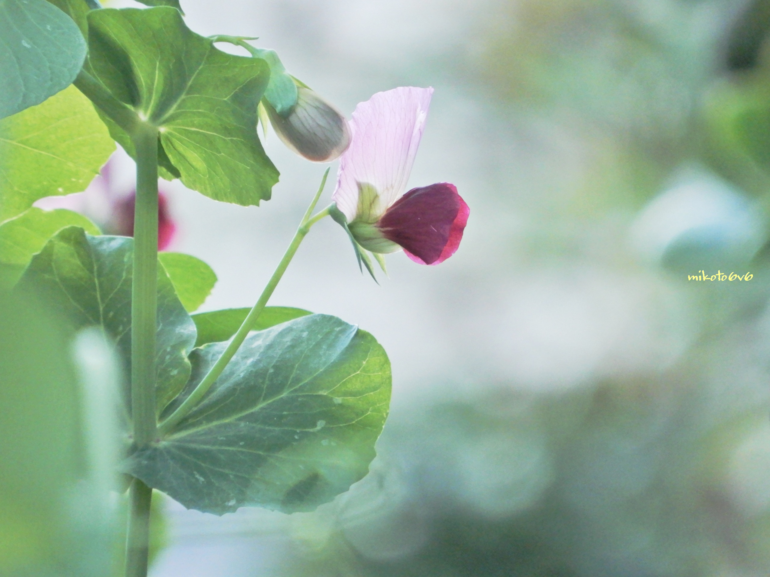 Mikoto えんどう豆の花 柔らかな光漂う ここだけ春のよう 花言葉 約束 いつまでも続く楽しみ 未来の喜び 必ず来る幸福 エンドウ 豌豆 エンドウ豆 花写真 ふぉと 写真で伝えたい私の世界 キリトリセカイ Peasflower Flower Nikon