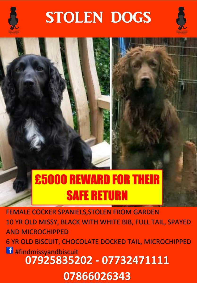 Rachel Lilley #FindMissyandBiscuit tweet media