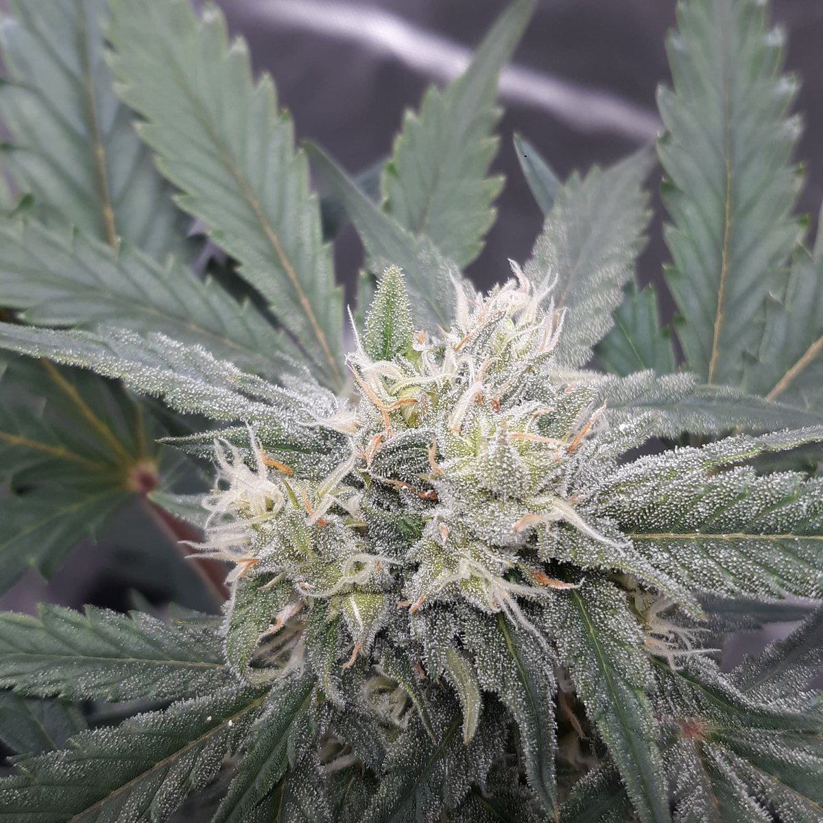 Photoperiod x Autoflower for 2 stage selection. 🌱
#cannabis #breeding #future #fasterflowers #gansheimgenetics #freedom