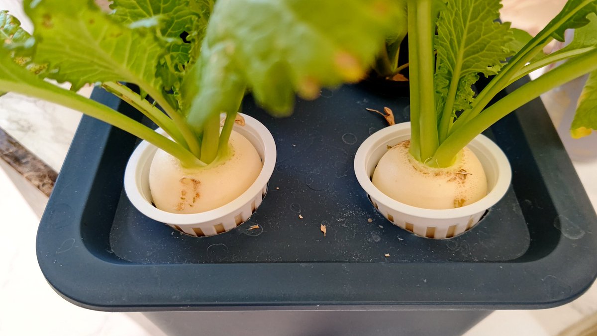 すもも (@pearlwhite736) / Posts / X