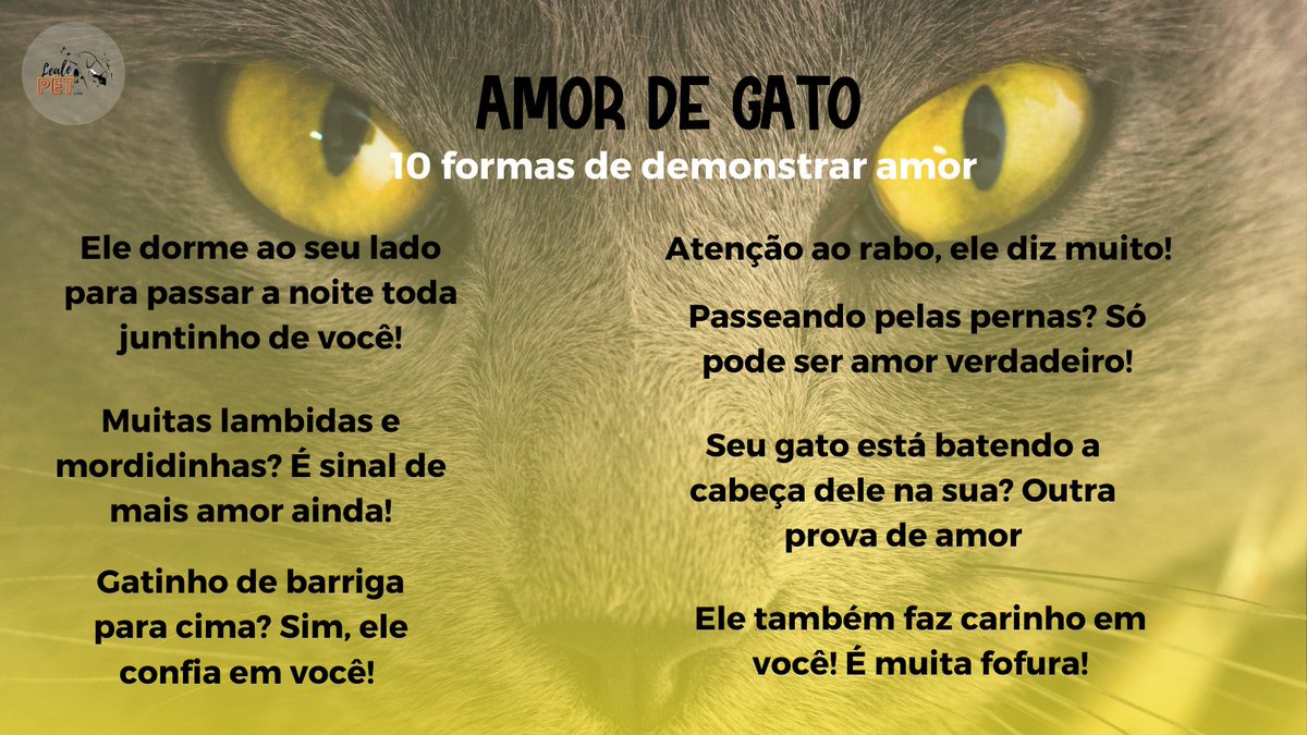 LealePet's tweet photo. Bom dia! E você recebe demonstrações de amor do seu gatinho??
#CatsOfTwitter #gatos #Gato #Caturday https://t.co/0c0UDgaRdq