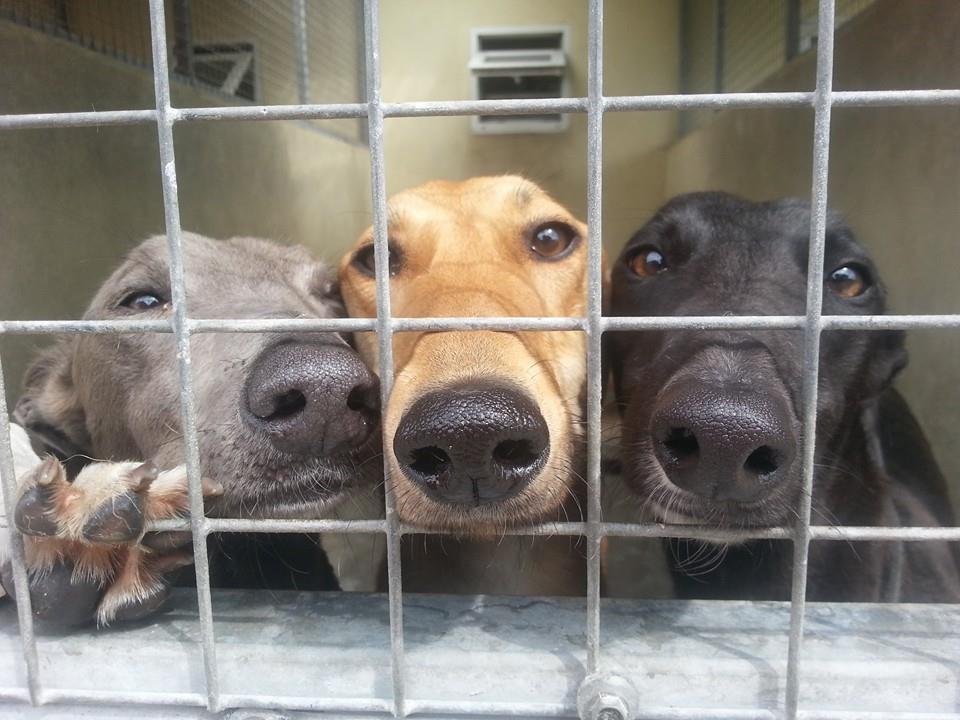 PAWSIreland's tweet photo. WISH LIST 2022:In order to make our rescue better, there are some things we need to achieve this year. If you know anyone who can help, please let us know. Not looking for free labour, just fair and professional (see below) https://t.co/XsNWMhFXnG