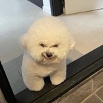 チャッキーのように何かを企んでいる犬ｗその笑みの裏には何が!