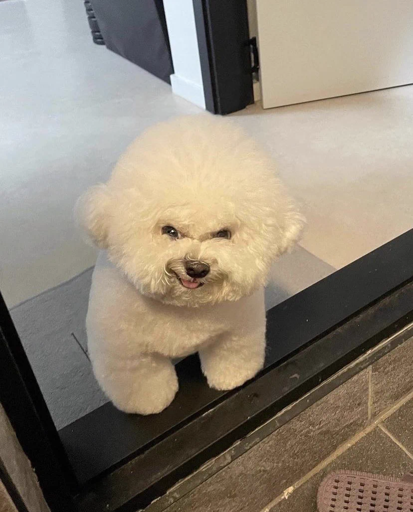 チャッキーのように何かを企んでいる犬ｗその笑みの裏には何がwww