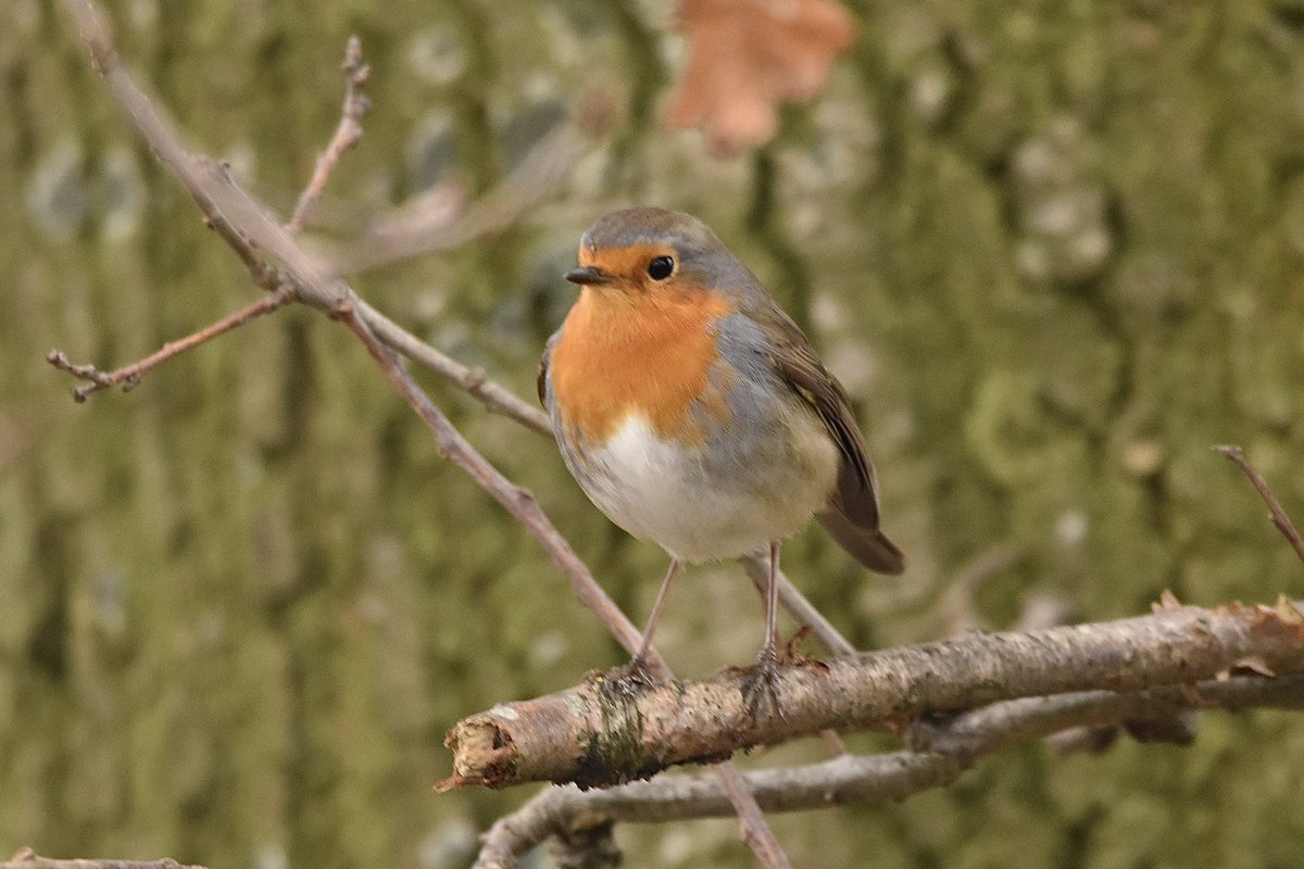 Jochem Sloothaak tweet media