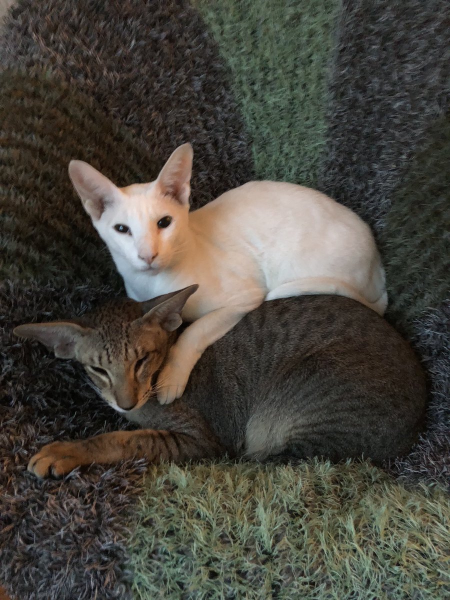 goliy's tweet photo. @lunasorcery Rescued orientals cuddle! They both are about ten years old by now, I think https://t.co/8P8XUBWIdl