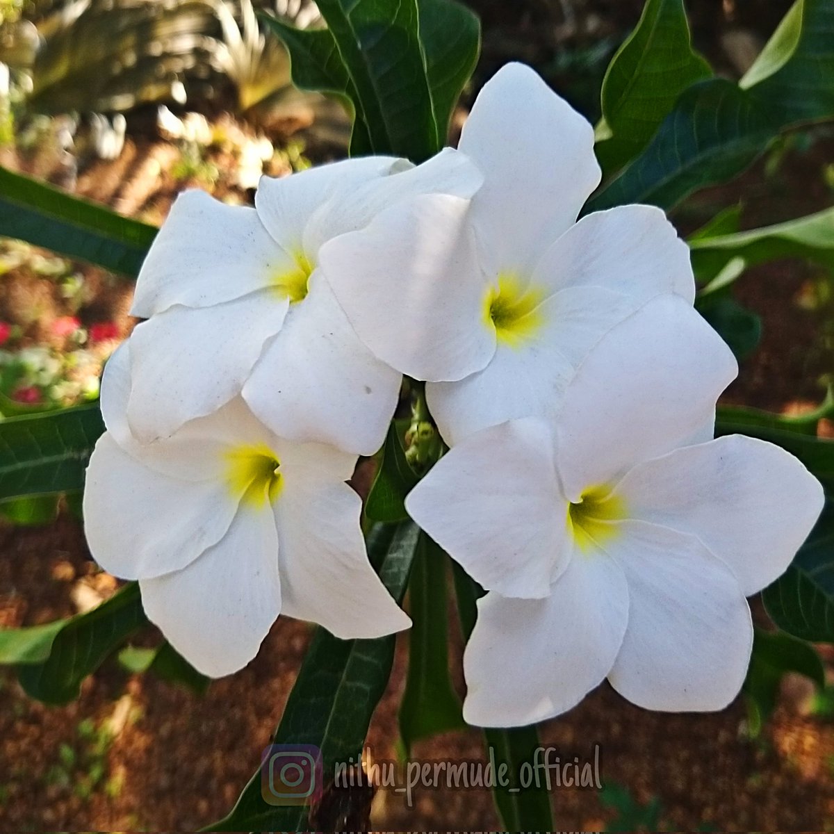 #whiteflower #naturephotography  #beautifulflowers #mobilephotography #homegarden #nithupermudephotography