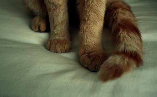 Вилять хвостом. В глухом лесу на сосне чёрный дятел плотнечеет. Облезлый кошачий хвост. Тук тук тук в глухом лесу на сосне черный дятел плотничает. Кот с хвостом.