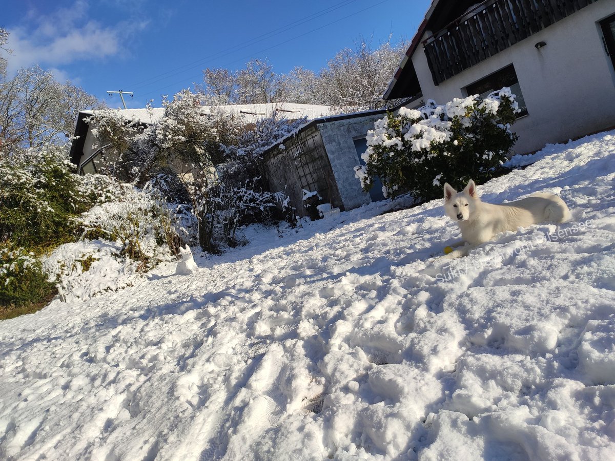 SukisDiary's tweet photo. Es hat geschneit und der Hund würde am Liebsten den ganzen Tag im Garten rumliegen und toben. 🥰❄️
Also hat Frauchen statt rumzustehen und ab und zu den Ball zu werfen die Stunde draußen kreativ genutzt 🤷🏼‍♀️🤗
#schneemann #schneehund #weisserschweizerschäferhund #dogcontent https://t.co/r6Fpx8Y4Pm