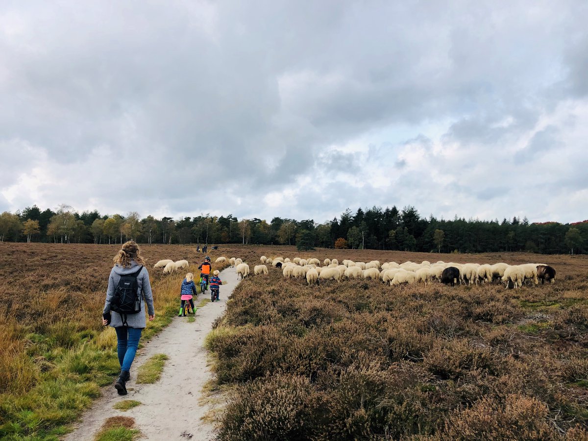 Visitheerde tweet media