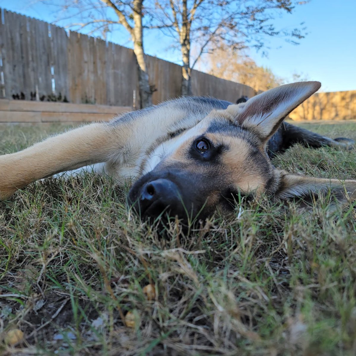 j2dmaxxx's tweet image. Introducing.... MS. LIBERTY BELLE 😍Rescued/owner surrender 😔 5 1/2 months old, weighing in at 46 lbs!😳She's a HUGE ball of funny, sweet, loving TERROR - consuming the last bit of sanity I may have 🤣🤪 but I love her so much already 😍 #lifewithLiberty 🐾