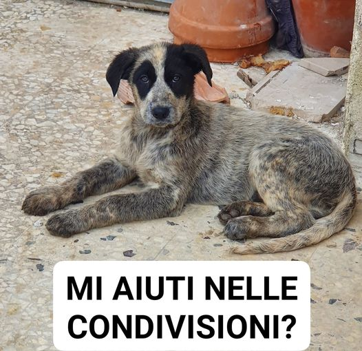 Luca_15_5's tweet photo. Volevano avvelenarla perché ritenuta scarto della cucciolata❗
Messa in salvo dal suo aguzzino ha bisogno di una casa 
Cipolla ha 3 mesi e verrà affidata chippata e vaccinata previo controlli pre e post affido al centronord
 379 173 6769 - 389 150 4436 lasciate un mess su wapp https://t.co/PNTxU4JAjg