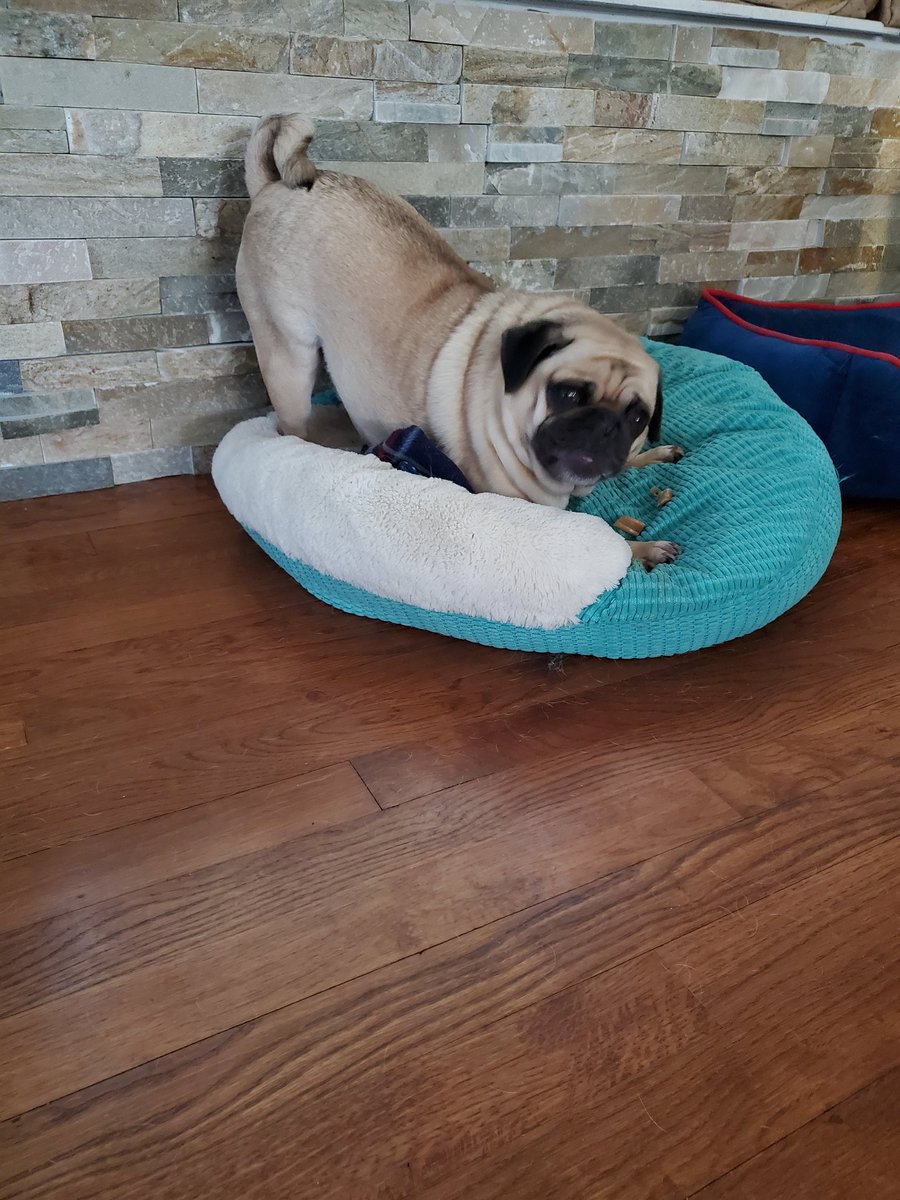 KKoalaM's tweet photo. Enjoying my chewie while the girls sleep in #puglife #Baxter #momandmetime #lovepugs https://t.co/GITo4TlXIR