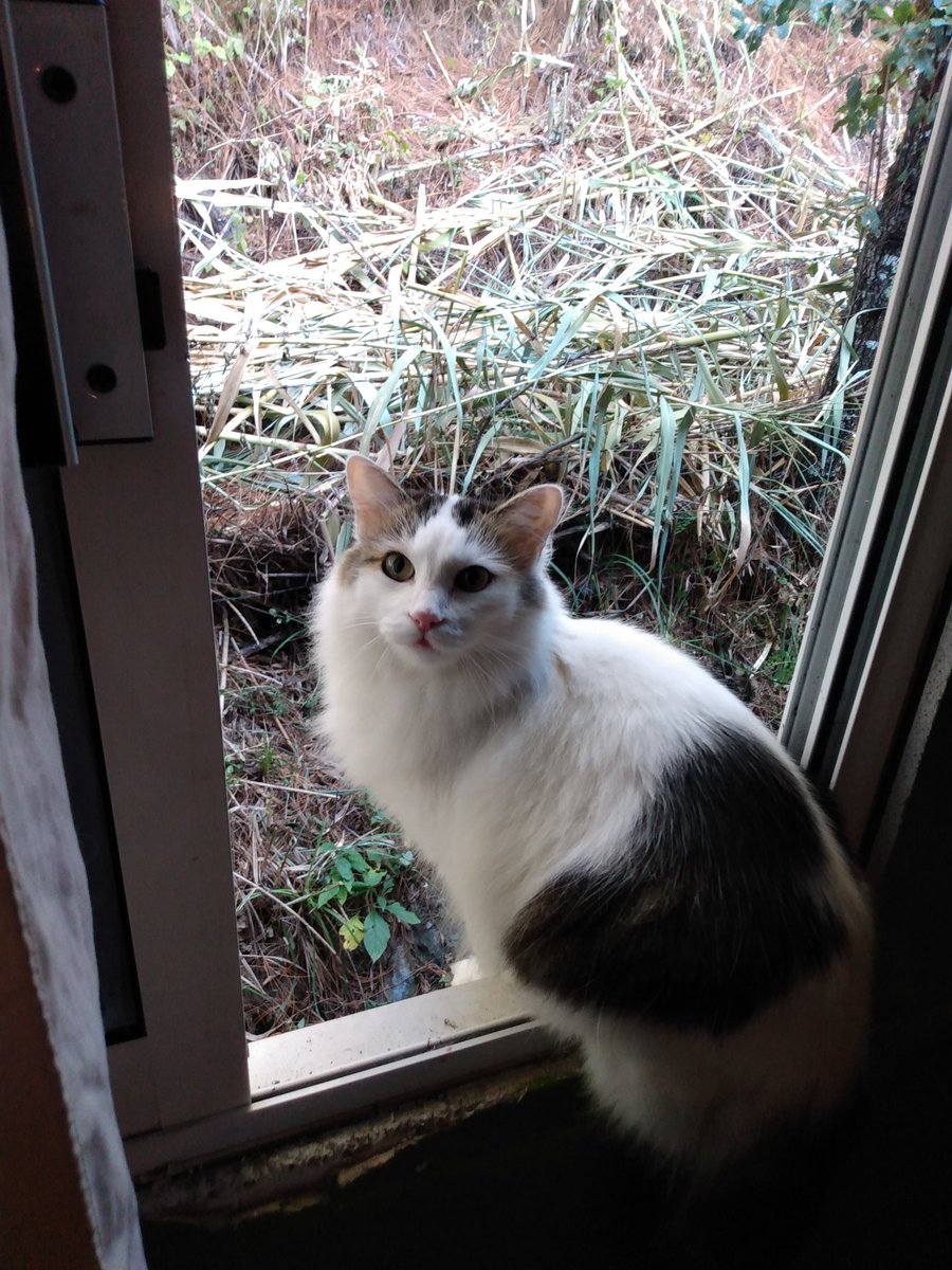 ColinMGee's tweet image. Happy #Caturday Jones #windowcat