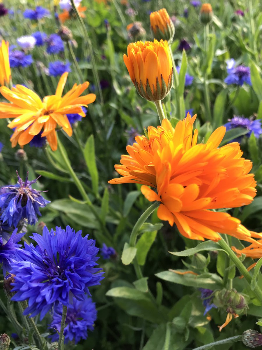 the_beeguy's tweet image. #theBeeAt3 

Basic bee facts every day at 3pm. 

No 47.

Colours #bees see.

For bees the visible spectrum starts in the yellow shades of orange, is at its highest in the bright blues and continues down into ultraviolet. They don’t see reds/maroon. Ability to see UV is vital.