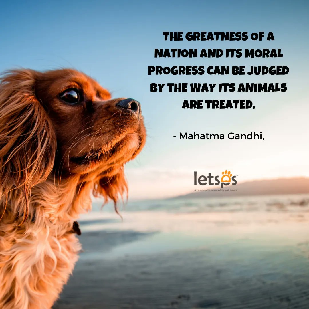 letsps_'s tweet image. To seek to reduce the suffering of those who are completely under one's domination, and unable to fight back, is truly a mark of a civilized society.👌
-
-
#letsps #petcommunity #petsofinstagram #pets #petlovers #petfollow #follow #petcare #doglovers #pet #petfollowers