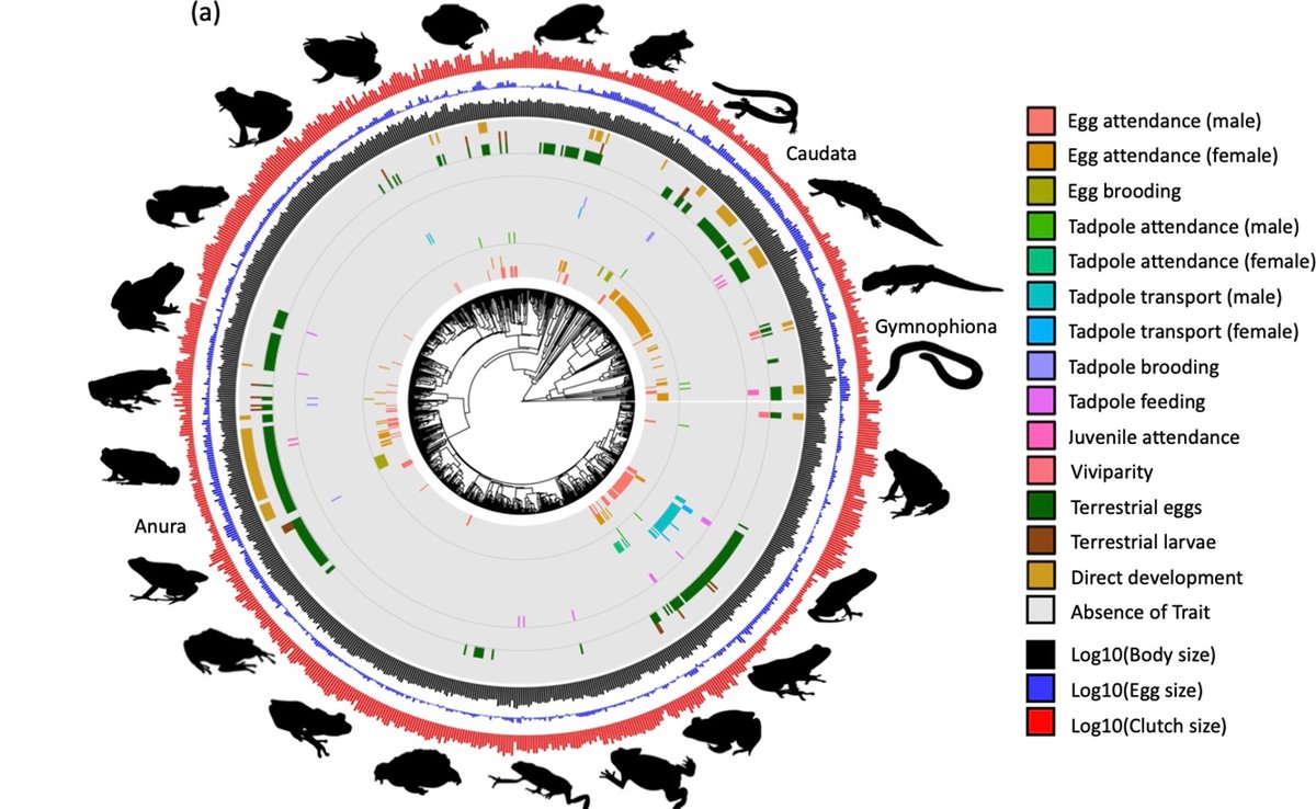 biobiiana's tweet photo. “Terrestrial reproduction and #parentacare drive rapid evolution in the trade-off between offspring size and number across #amphibians” New in @PLOSBiology 10.1371/journal.pbio.3001495 https://t.co/nxwE9Uxkjl