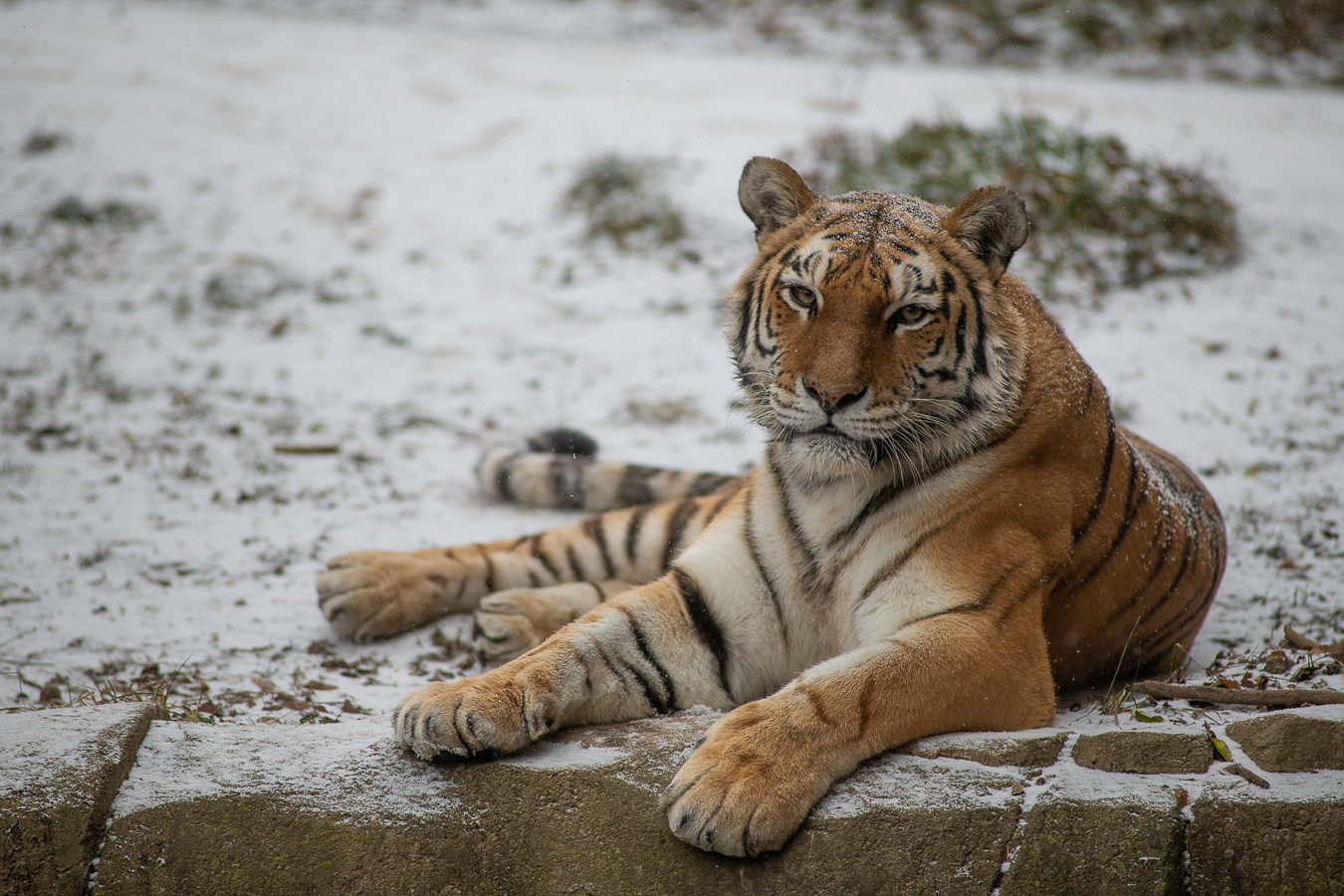 Amur Tiger  Columbus Zoo and Aquarium