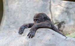 gorilla_tiny's tweet image. 