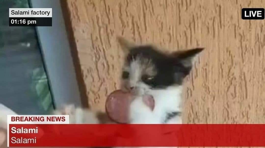 gatitos_qctd's tweet image. Salami