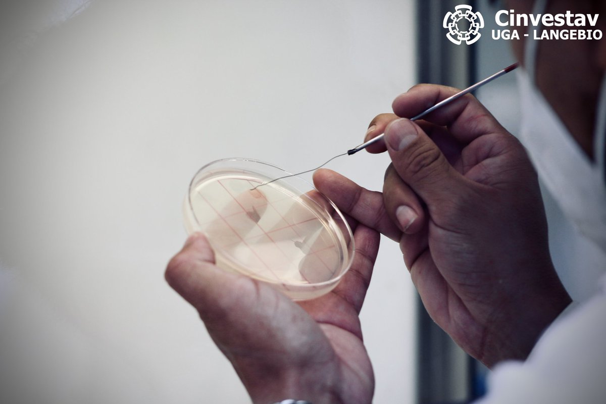 uga_langebio's tweet photo. #SabiasQué La caja de #petri🧫 recibe su nombre por el bacteriólogo🦠 alemán Julius Richard Petri, ayudante🥼 de Robert #Koch, descubridor🔬 del #bacilo de la tuberculosis. https://t.co/Rgn8sHyDTk