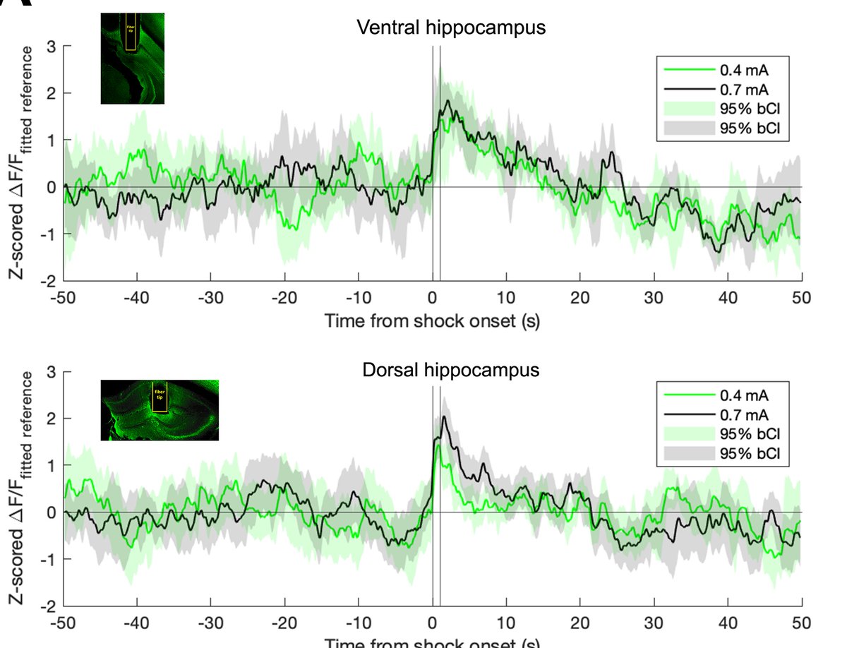 Most people think of hippocampal ACh as important for memory encoding or attention, but first we confirm using GRAB-ACh many microdialysis studies showing that stressors induce ACh release in hippocampus (see published data from <a href="/TjShors/">Dr. Tracey Shors</a> and others)