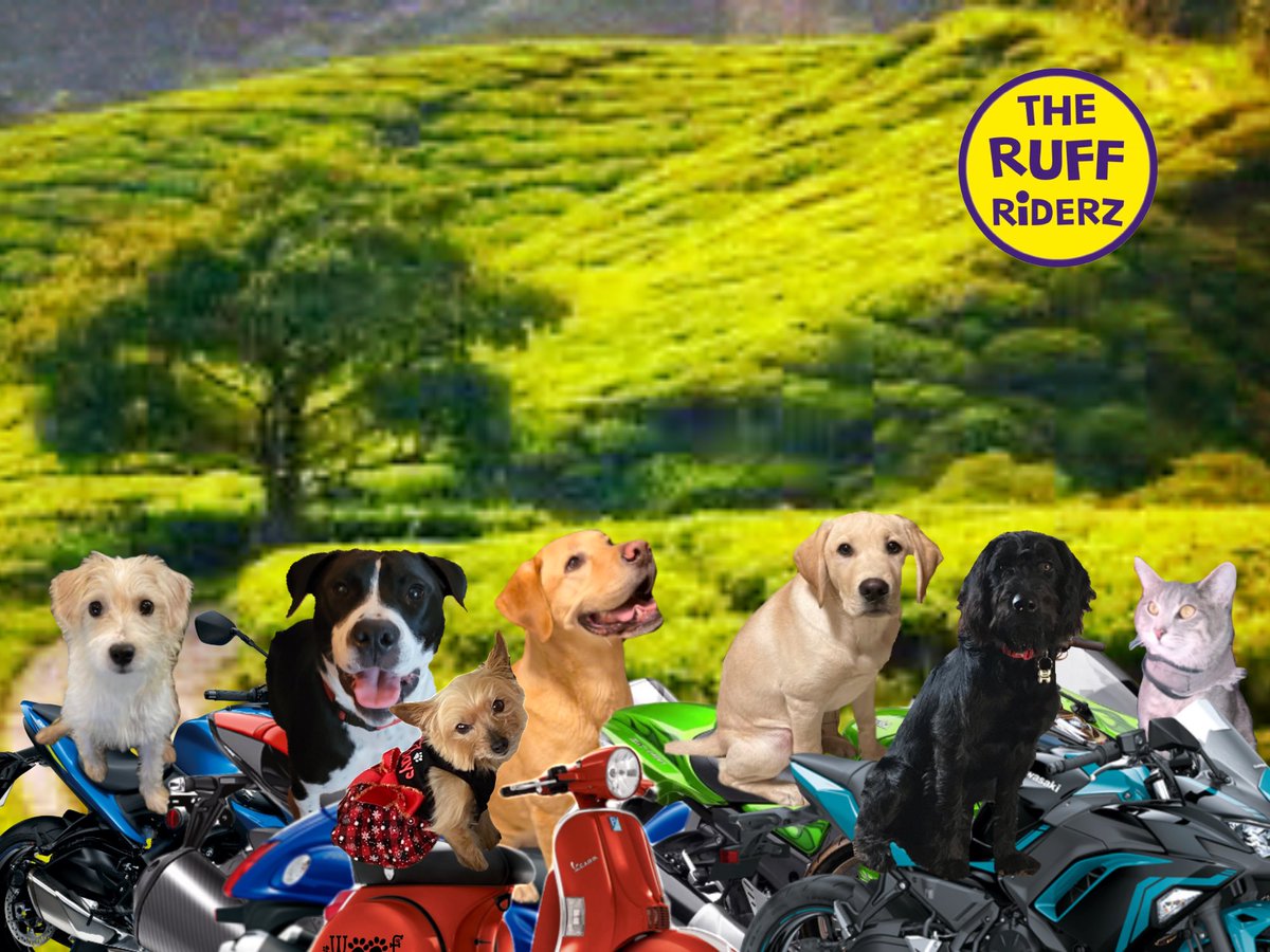 TheRuffRiderz tweet media