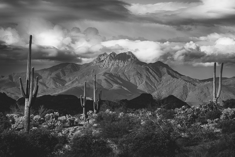 🚨 Four Peaks, Arizona, USA #PhotographyNFT 🚨

Available on #OpenSea and #Rarible now (full resolution image link provided to verified owner).

#BNWPhotography? ✅ 
#Saguaro #Cactus? ✅ 
#Mountains? ✅

⚠️ BID NOW &amp; RETWEET⚠️
 
opensea.io/assets/0x60f80…