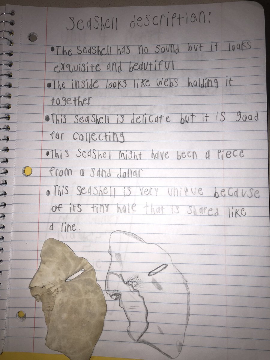 msnocallaghan's tweet photo. When you can’t bring your students to the ocean, you bring it to them!!! 5th graders chose their own seashell straight from the Gulf of Mexico and worked on using extraordinary adjectives to describe their unique shells! https://t.co/PkwACQMTCi