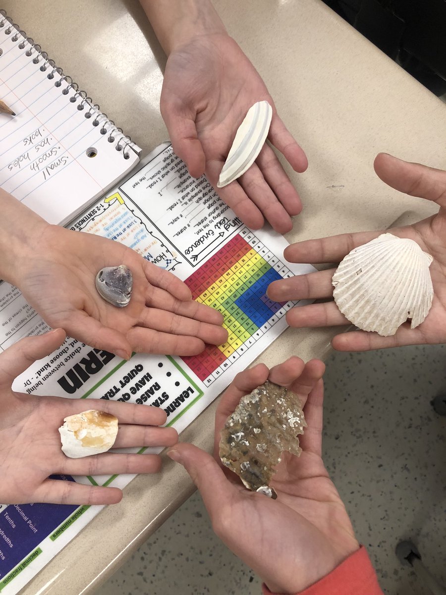 msnocallaghan's tweet photo. When you can’t bring your students to the ocean, you bring it to them!!! 5th graders chose their own seashell straight from the Gulf of Mexico and worked on using extraordinary adjectives to describe their unique shells! https://t.co/PkwACQMTCi