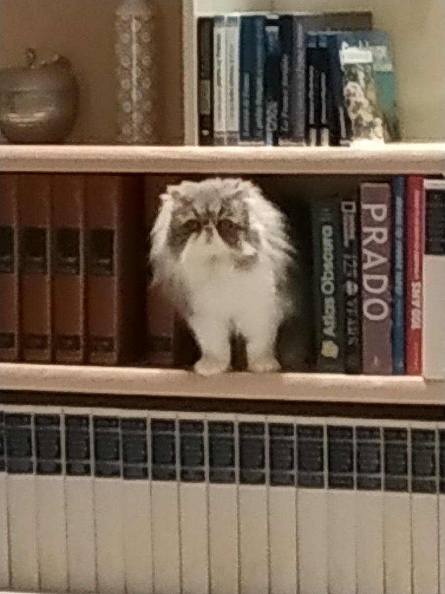 JFJ76930's tweet image. Et Rozenn mes deux persans #digression féline (suite)