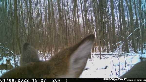 novacreature's tweet photo. One getting a close up and one laying down.
From my SPYPOINT Link Device
#deer #whyisspypoint #puremichigan @SpypointCamera https://t.co/k4Htcn0Fa4