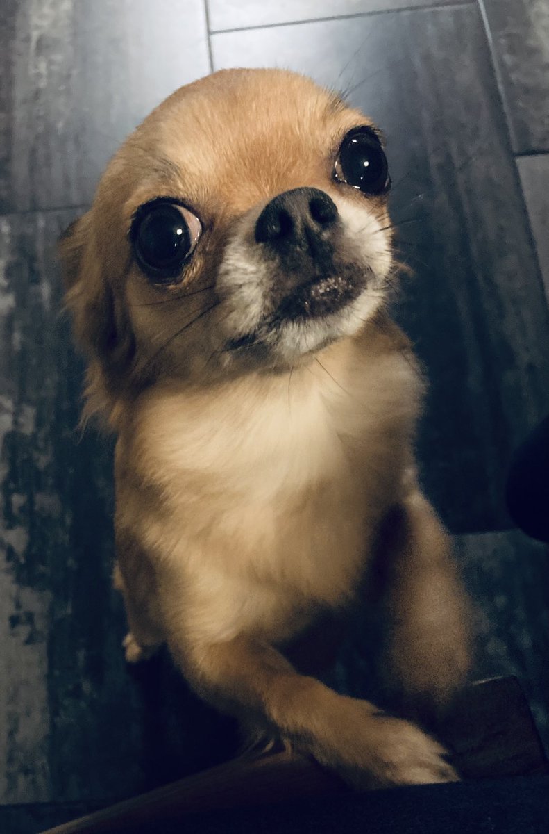 Pip_Jansse's tweet photo. Say hallelujah! Wij hoefden vandaag gelukkig niet mee te gaan wandelen met mams. Zou deze blik me daarbij geholpen hebben? #Puppyoogjes #Hondenweer #Chihuahua #DogsofTwitter #Weekend #Lazy https://t.co/V5tWvf6c9l