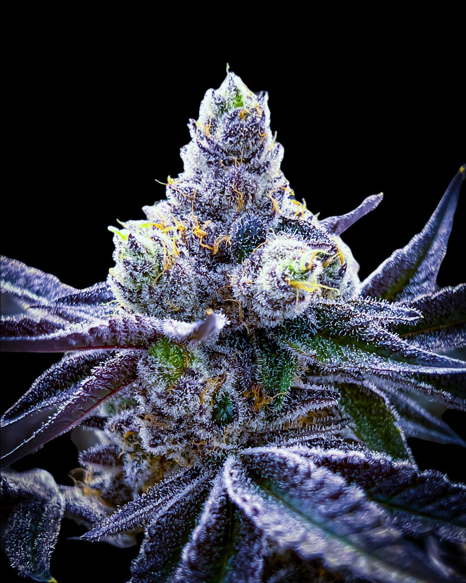 fluentcannabis's tweet photo. Good things growing ๐ฑ
Don't miss out on our hottest releases ๐ฅ Sign up for text updates and stay up to date on new products and exclusive deals ๐ค
๐ https://t.co/CL1RnQBm9U ๐
#WeSpeakCannabis #HighTimes #FluentLabs https://t.co/TN7N2t9zDk