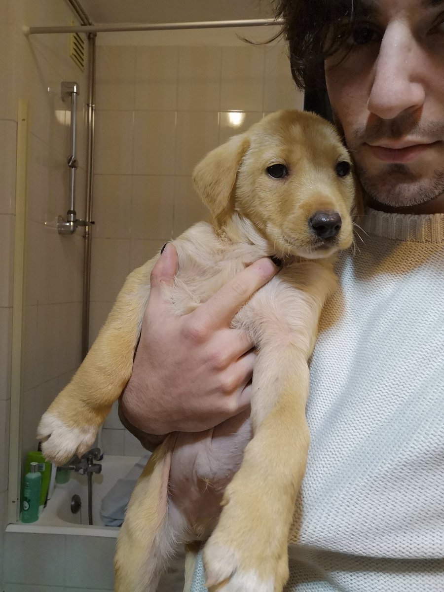 theumilk99's tweet photo. Malta sobraram dois e vieram cá para casa. Não os conseguimos deixar lá fora ao frio os dois. 

Precisamos duma família para estes dois meninos.. https://t.co/AgjbFOsgrY