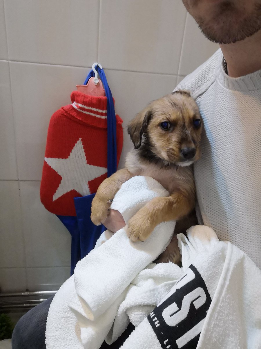 theumilk99's tweet photo. Malta sobraram dois e vieram cá para casa. Não os conseguimos deixar lá fora ao frio os dois. 

Precisamos duma família para estes dois meninos.. https://t.co/AgjbFOsgrY