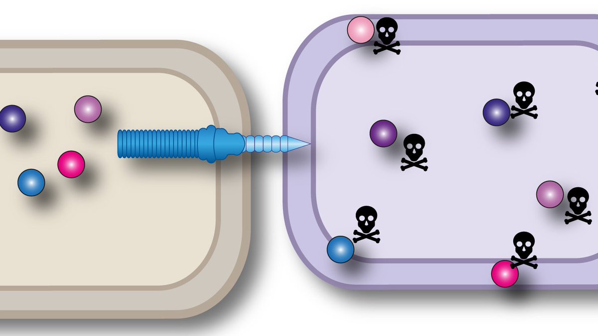 We are recruiting for a post-doc to join an exciting project studying the role and molecular basis of inter-bacterial interactions mediated by the bacterial Type VI secretion system. We are a friendly lab in the world-class <a href="/UoDLifeSciences/">UoD Life Sciences</a>
bit.ly/3Gakr67
Pls retweet!