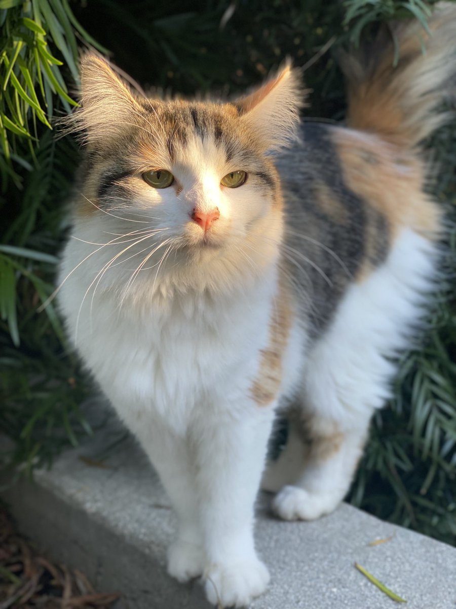 Shmef's tweet image. Happy #caturday to Pumpkin Spice!