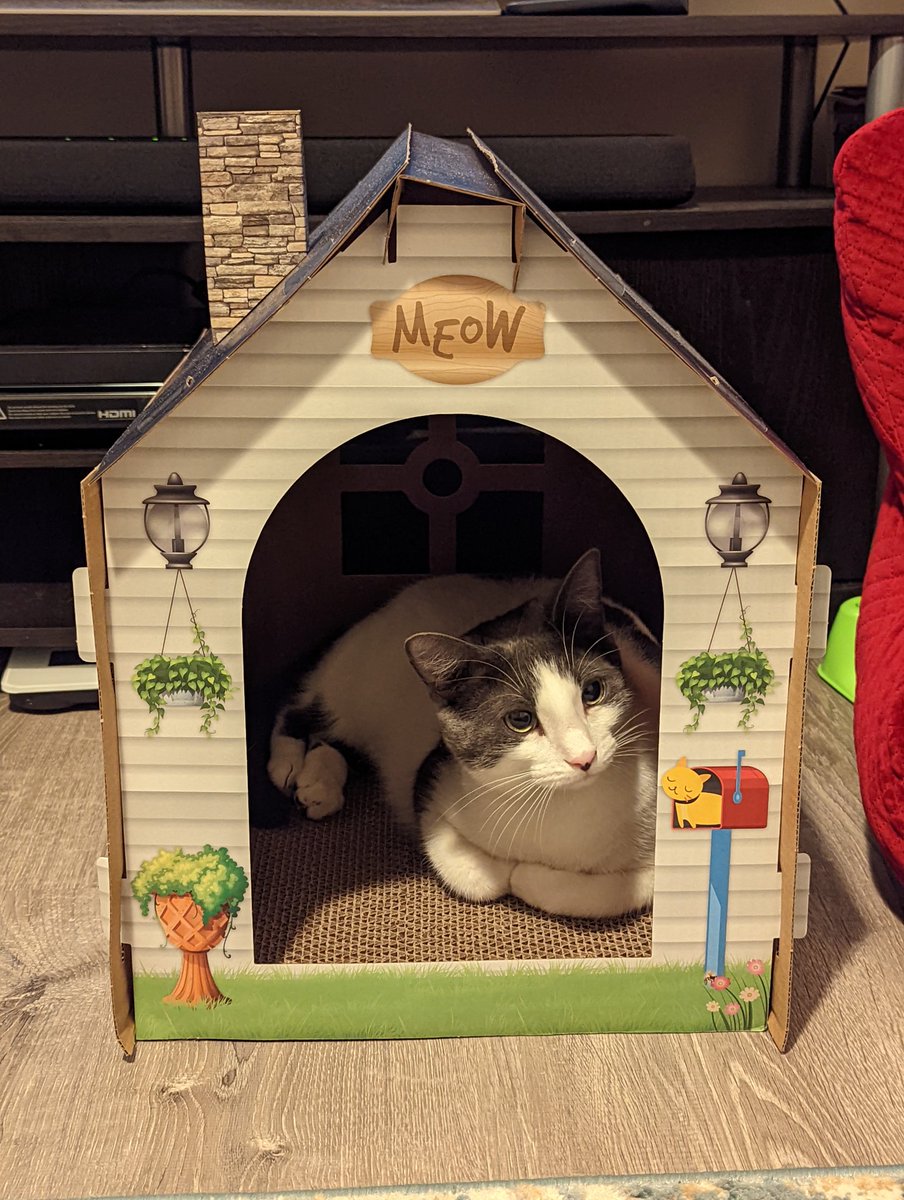 Jawminsky's tweet image. It&apos;s #Caturday
Kumo enjoying his new scratching home!