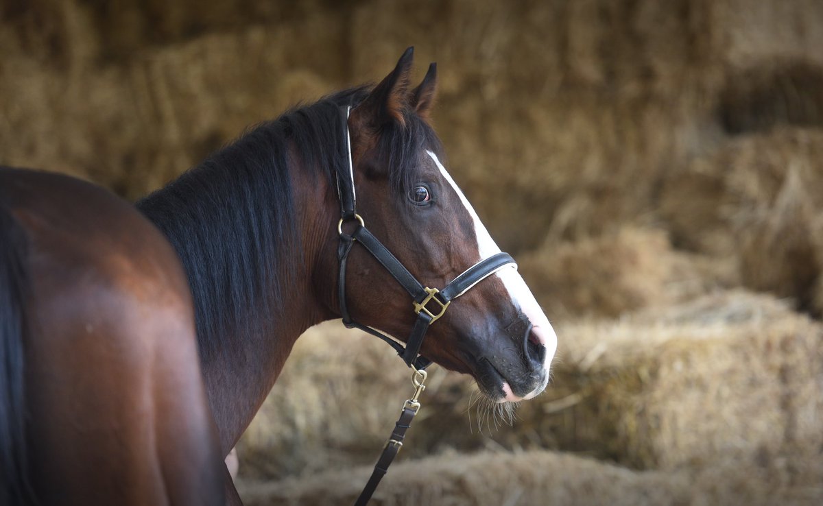 HasafetStallion's tweet photo. #Hasafet in 2400 metre çim pistte koşulan G1 Türkiye Jokey Kulübü Koşusu’nda, 2018 yılında 1. olurken, 2020 yılında 2.lik başarısı gösterdiğini biliyor muydunuz⁉️
Başarılı taylara sahip olmak uzak bir hayal değil‼️
Ücretsiz kısrak eşleşme analizleri için https://t.co/V9KwBCt25l https://t.co/oiTBeadsly