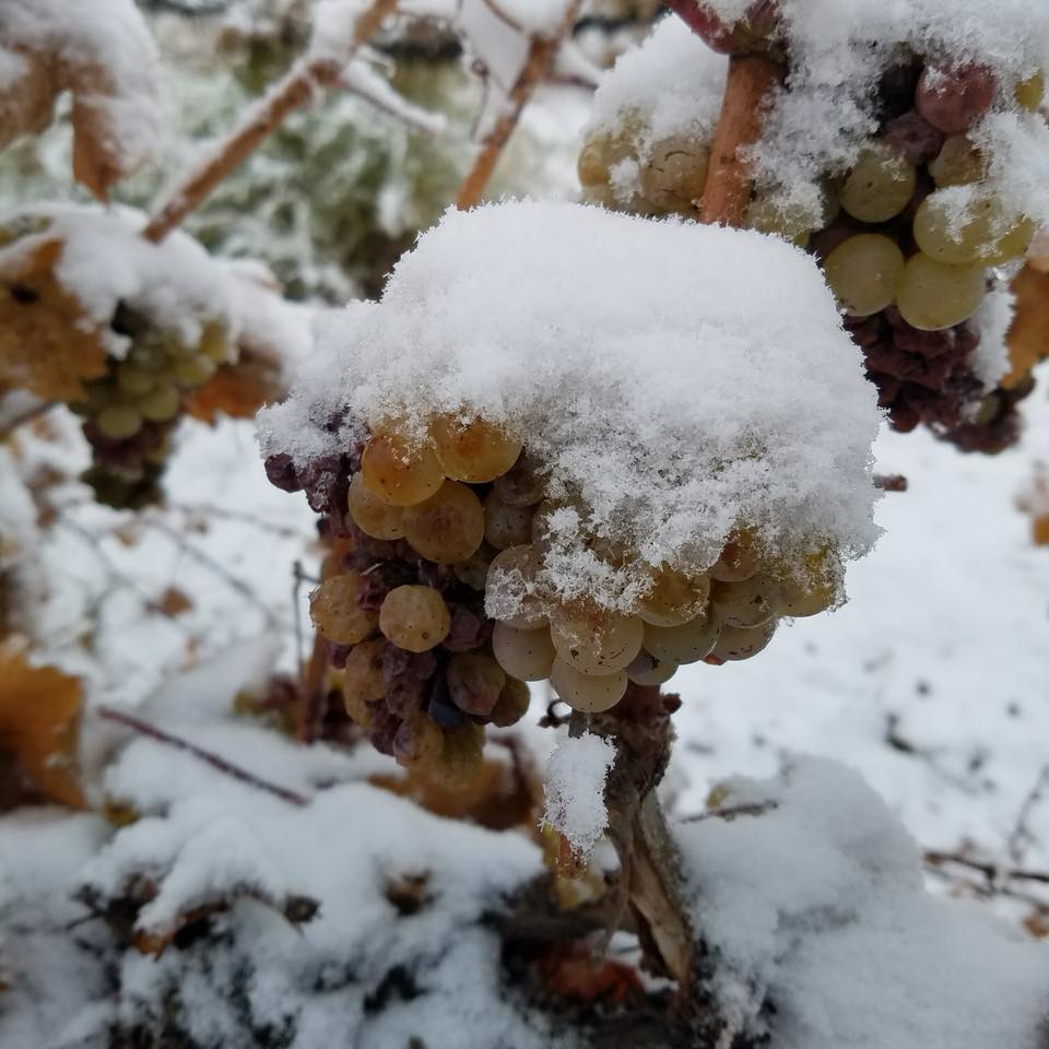 Claar Cellars tweet media