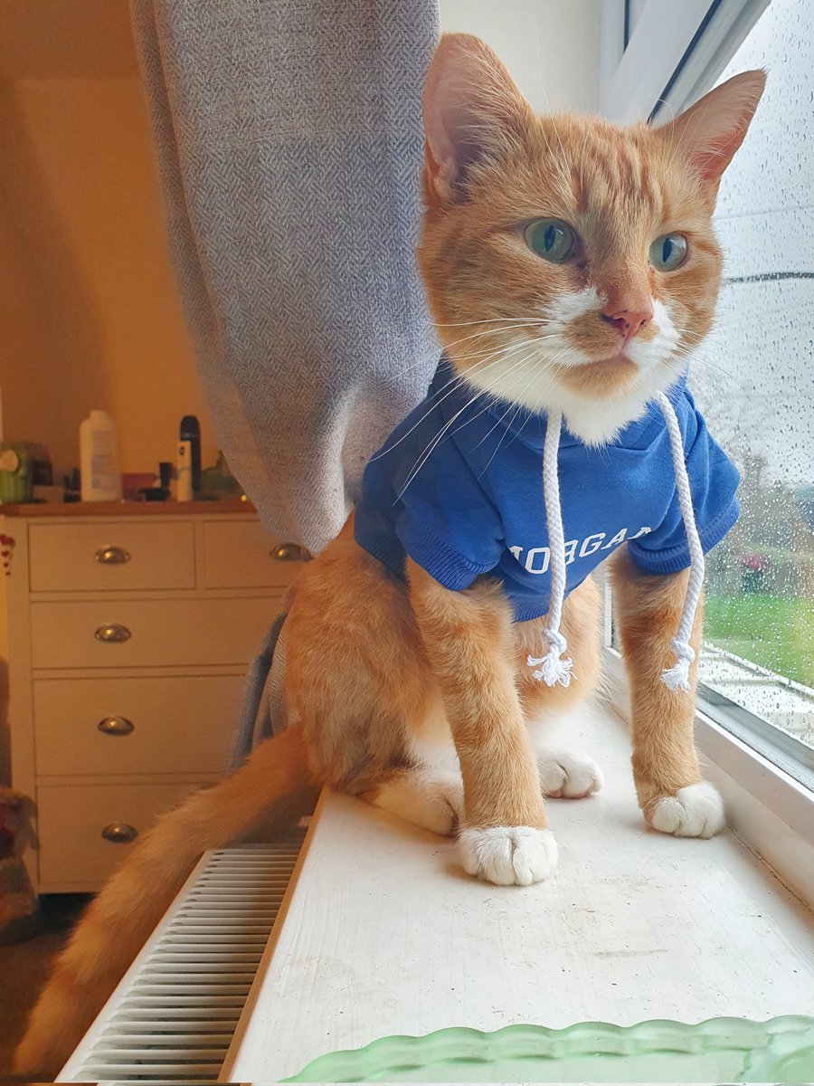 MogmansWardrobe's tweet photo. It's hoodie & tshirt time again!
This time I'm doing #TeamMogMan ones! Modelled by Lady & Man Human!
Hoodies: £20
Sweatshirts: £18
T-shirts: £10
(Plus postage)
Please message me if you'd like to order one! (Or several!)
All profits will be going to Venture Farm Cat Rescue! https://t.co/wZFKQZGpEB