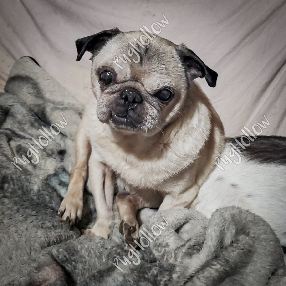 PugHollow's tweet photo. Marge is such a stumpy little gargoyle sometimes. It’s wonderful. #MargeAndInCharge #SillySaturday https://t.co/7zBpQViDFx