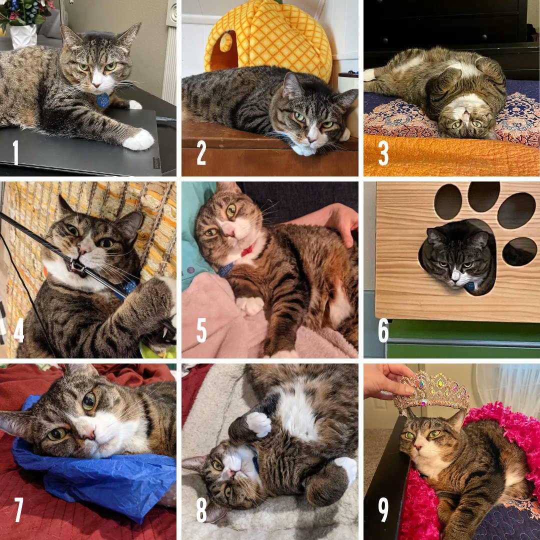 "Day 348 - which me are you today? Pick a number and post in the comments!" ~ Hollyleaf

Adopt Hollyleaf: buff.ly/2PeesHR
#findhollyleafahome