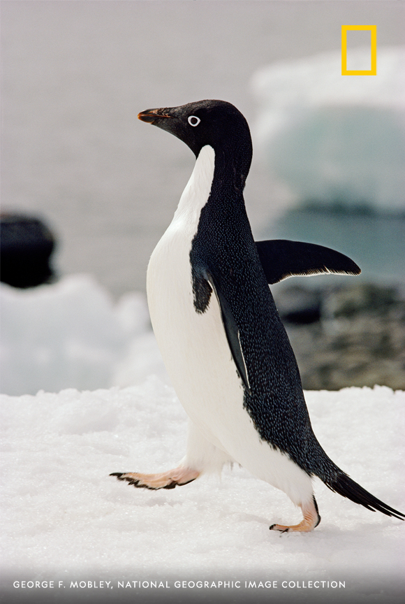 NatGeo's tweet photo. An Adelie penguin, Pygoscelis adeliae, walks atop ice in Antarctica. https://t.co/o1XdLF2PIz