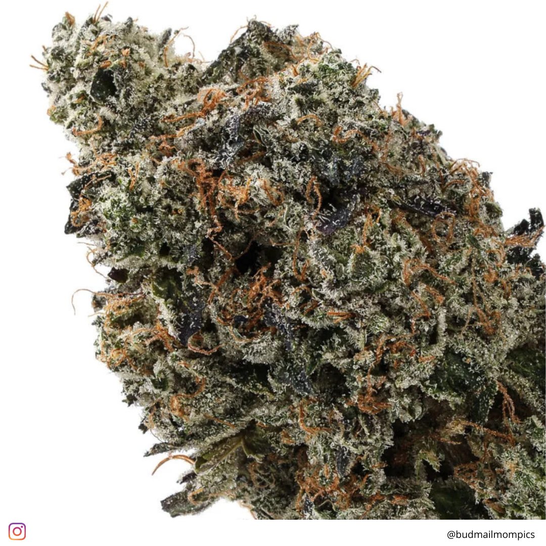 therealbudmail's tweet photo. New Strain Alert ๐ฅ
Oso Fuego - Organic Gas Mask is coming soon to Budmail!
This is a strain that will have you on fire with its super gassy flavour and relaxing body stone.
Oso Fuego, the flower of choice for your next sesh!
#budmail #osofuego #gasmask #organic https://t.co/d5ERnEpgOT