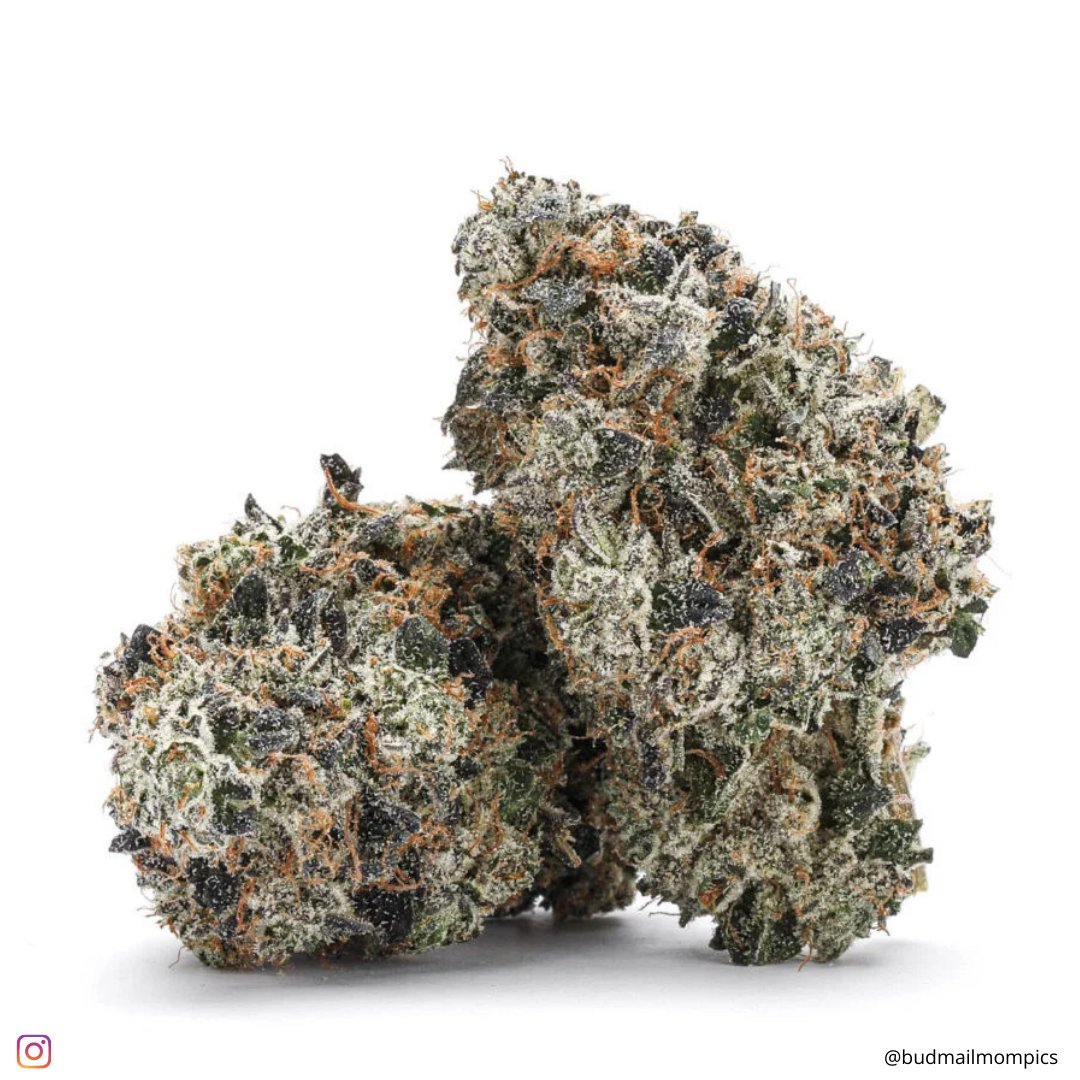 therealbudmail's tweet photo. New Strain Alert ๐ฅ
Oso Fuego - Organic Gas Mask is coming soon to Budmail!
This is a strain that will have you on fire with its super gassy flavour and relaxing body stone.
Oso Fuego, the flower of choice for your next sesh!
#budmail #osofuego #gasmask #organic https://t.co/d5ERnEpgOT