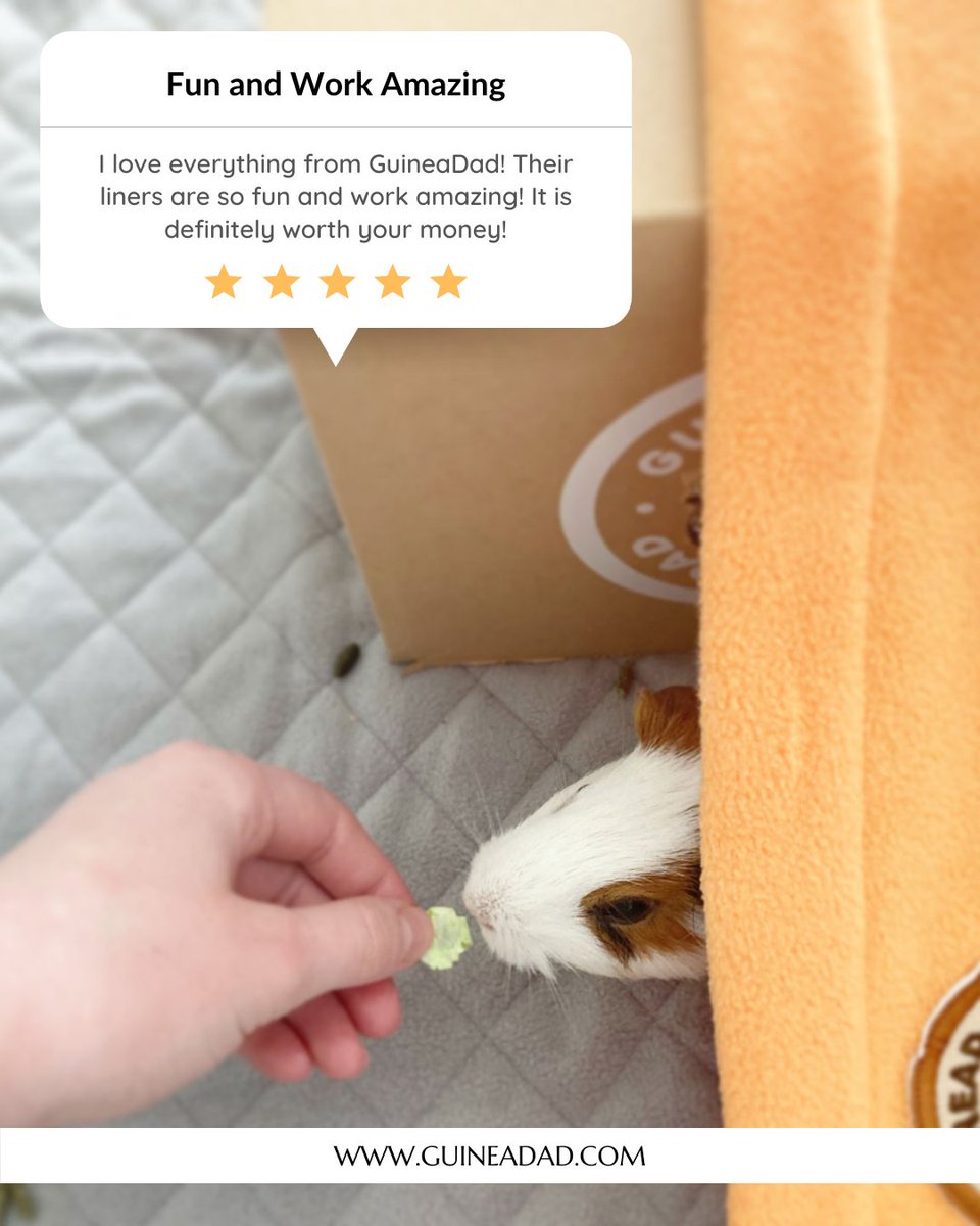 GuineaDad's tweet photo. If your piggies enjoy their GuineaDad liners, let's get a "🧡" in the comments!
#wheekwheek #saturdayreads #piggiesloveus #guineapig #guineadad

Click https://t.co/FZKSOijYeA to leave us a review and a chance to be featured! https://t.co/z0trAsM97l